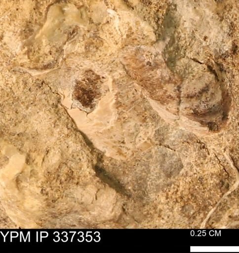 undet. Mollusca