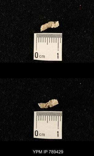 undet. Bryozoa