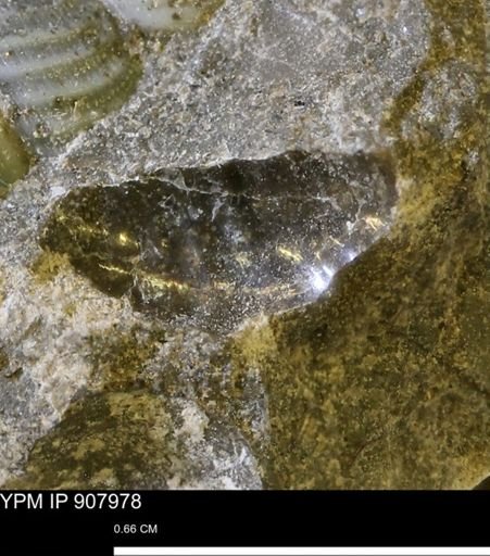 undet. Mollusca
