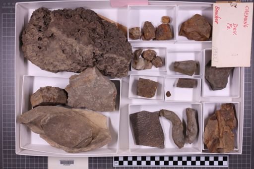 mixed taxa, stratigraphic collection