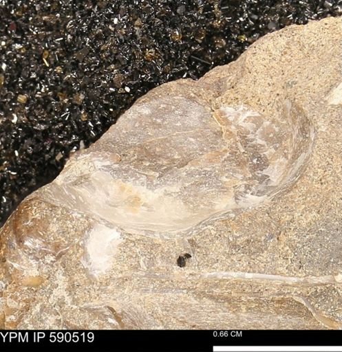 Ostreacea