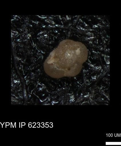 undet. Foraminiferida