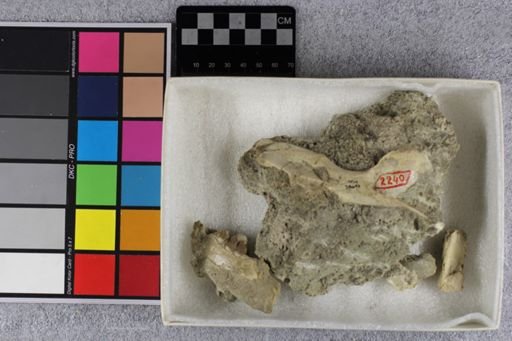 Protoceras cristatus