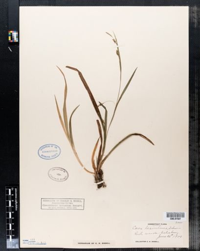 Carex laxiculmis