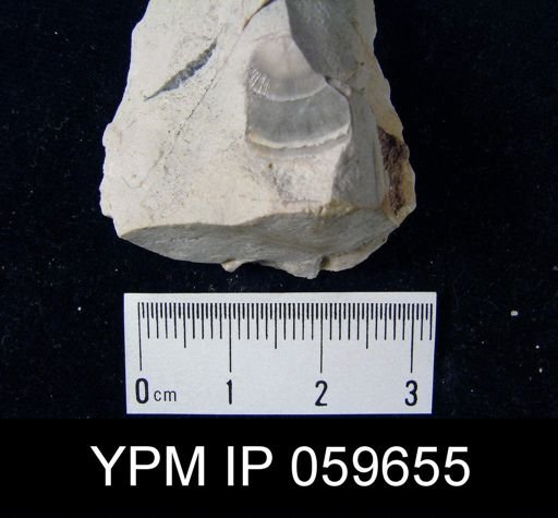 Chonostrophia reversa