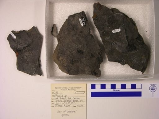 Redfieldiidae