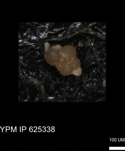 undet. Foraminiferida