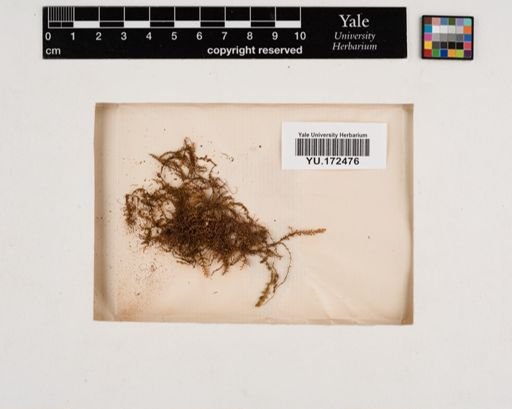 Plantae