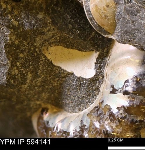 Limopsis? striatopunctatus