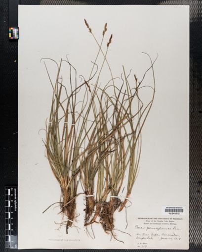 Carex pensylvanica