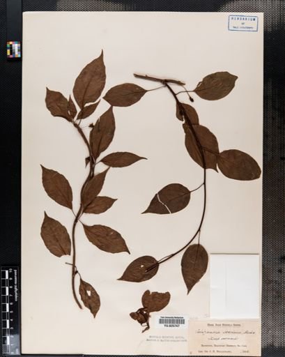 Schisandra