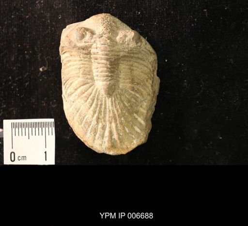 Goldius flabellifer