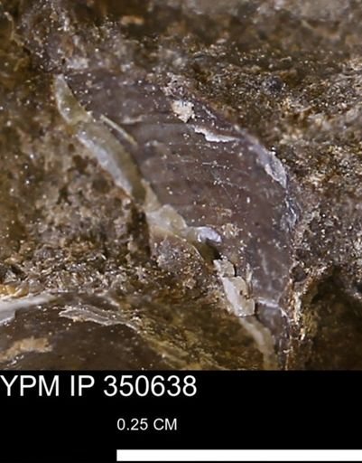 undet. Mollusca