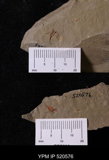 undet. Eocrinoidea