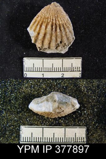 Meekella sp.