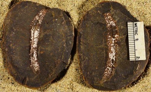 Pecopteris sp.