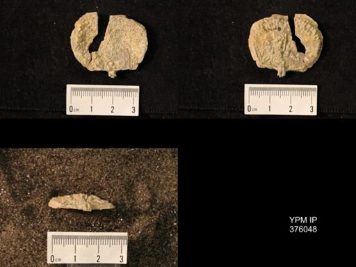 Pustula nebrascensis