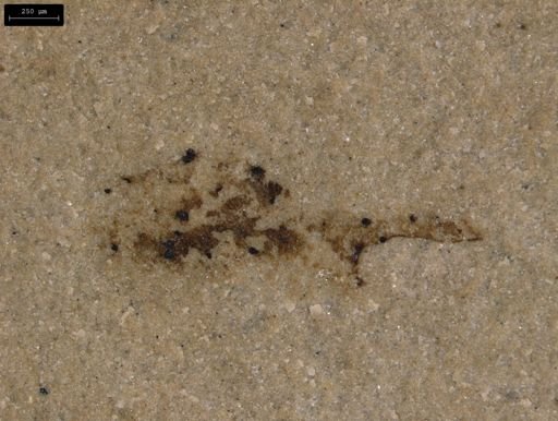 taxon undetermined