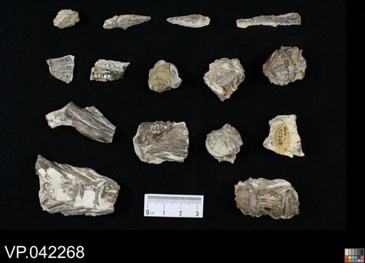 undet. Aulopiformes
