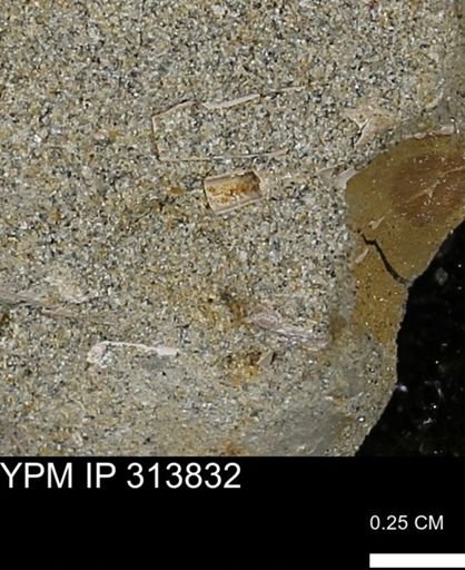 undet. Scaphopoda