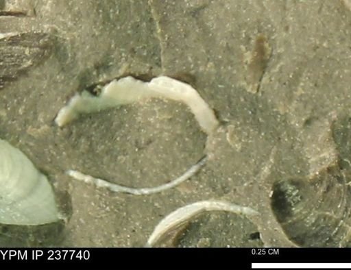 undet. Bivalvia