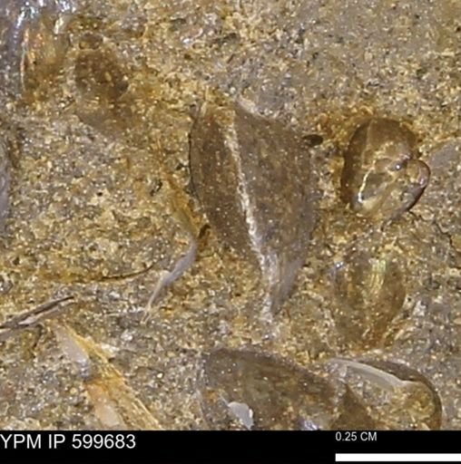 Protocardia subquadrata