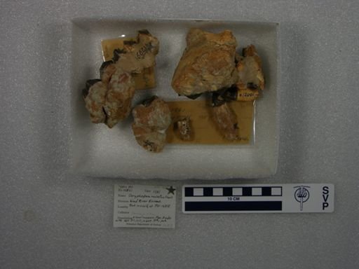 Coryphodon molestus