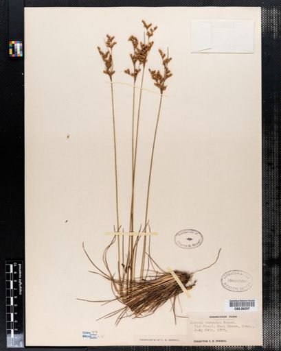 Juncus secundus