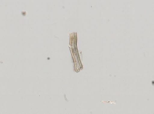Somatogyrus integra