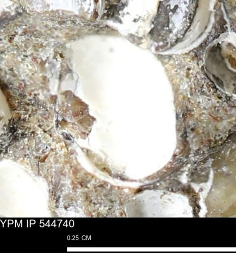 Corbulamella gregaria