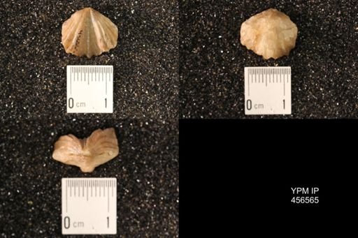 Rhynchonella dentata