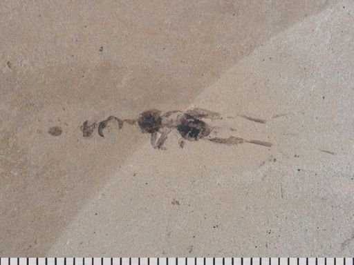 Gryllidae