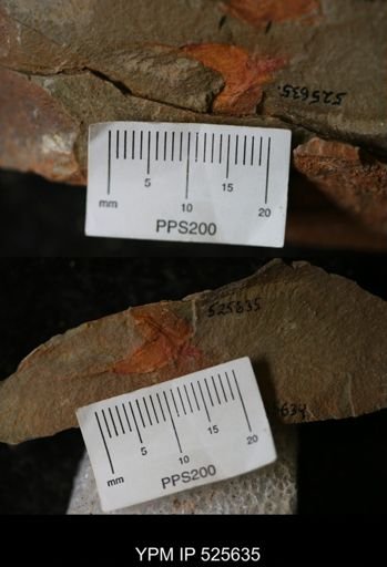 undet. Stylophora
