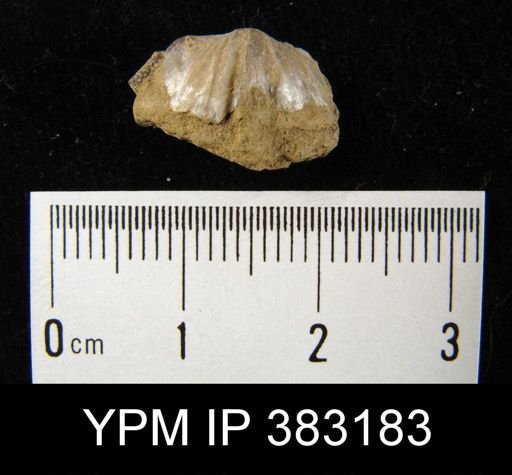 Eospirifer sp.