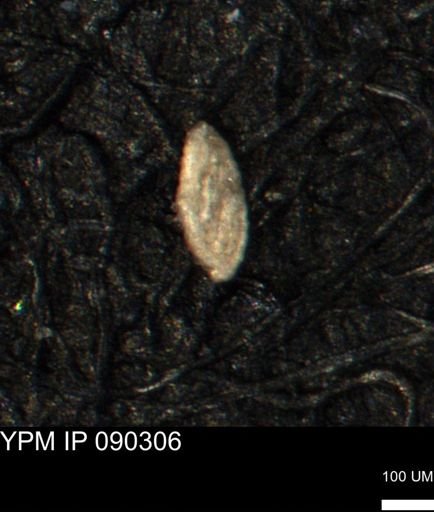 Spirolocammina planula
