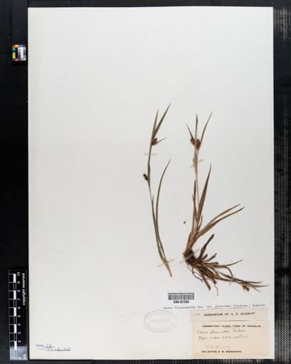 Carex flaccosperma