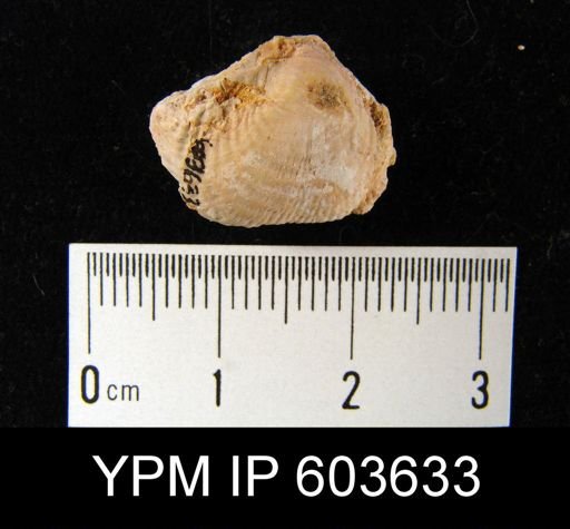 Productus cf. redesdalensis