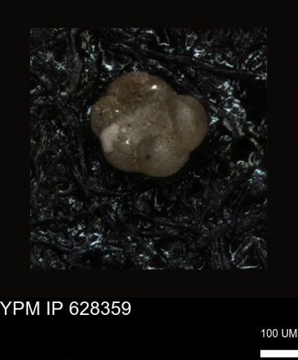 undet. Foraminiferida