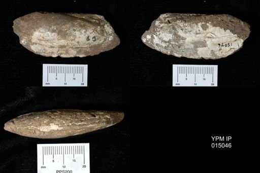Lamellidens subparallelus