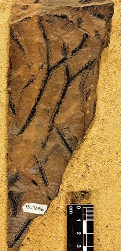 Archaeosigillaria sp.