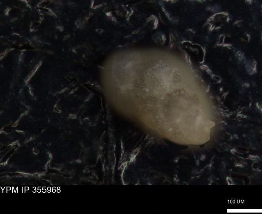 undet. Foraminiferida