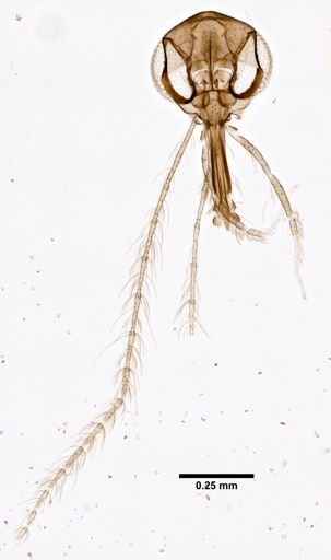 Lutzomyia dendrophyla