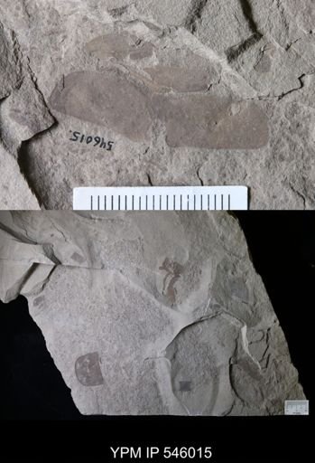Eurypterus