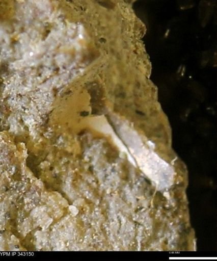 undet. Scaphitidae
