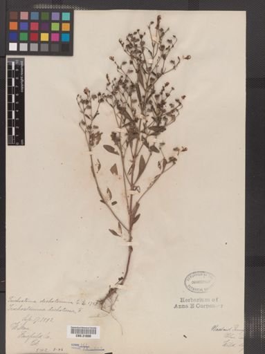 Trichostema dichotomum