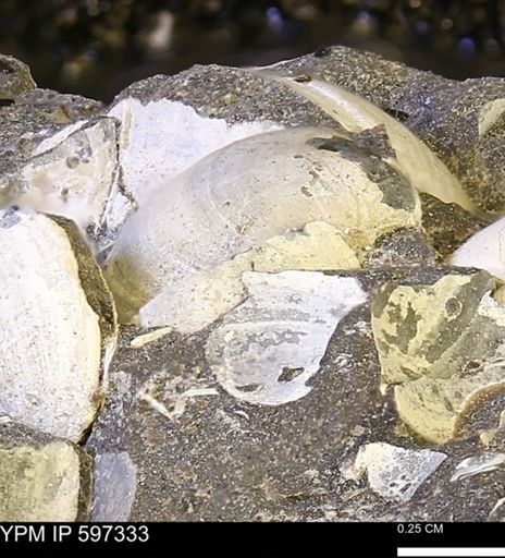Limopsis striatopunctatus