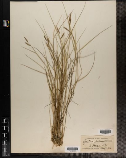 Plantae