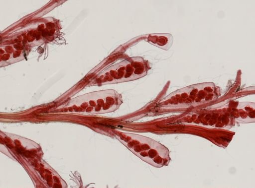 Obelia sp.