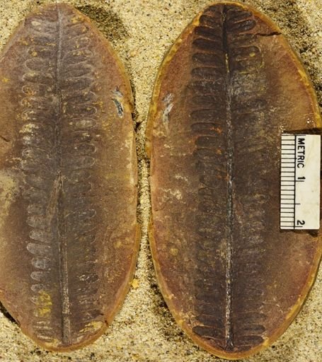 Pecopteris sp.