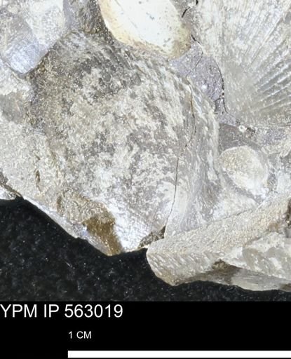 Oxytoma (Hypoxytoma) sp.